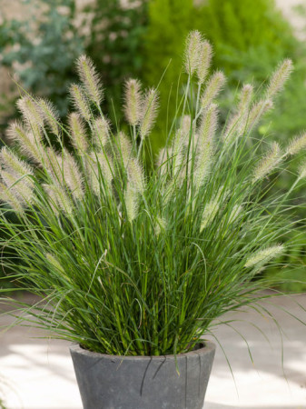 Rozplenica japońska 'Hameln' | Pennisetum alopecuroides