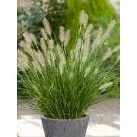 Rozplenica japońska 'Hameln' | Pennisetum alopecuroides