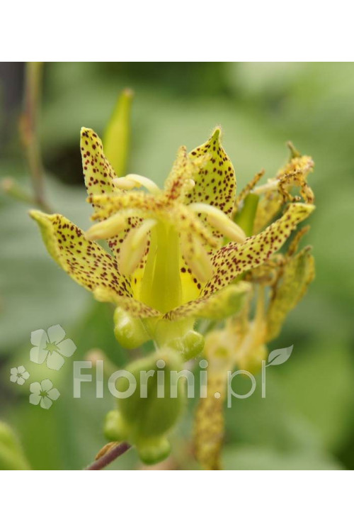 Trójsklepka szerokolistna Tricyrtis latifolia