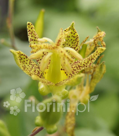 Trójsklepka szerokolistna Tricyrtis latifolia
