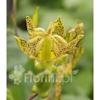 Trójsklepka szerokolistna Tricyrtis latifolia