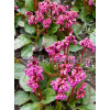 Bergenia sercolistna 'Eroica' Bergenia cordifolia
