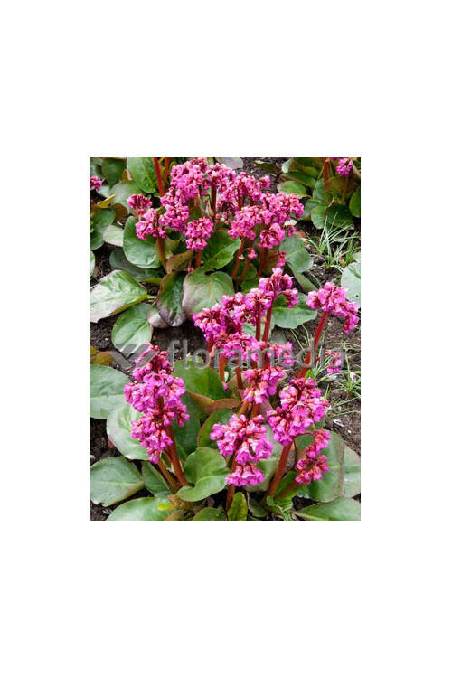Bergenia sercolistna 'Eroica' Bergenia cordifolia
