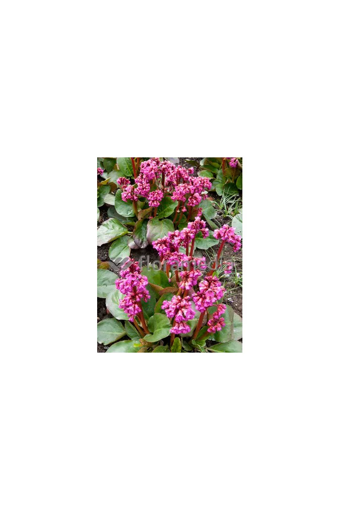 Bergenia sercolistna 'Eroica' Bergenia cordifolia