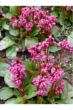 Bergenia sercolistna 'Eroica' Bergenia cordifolia