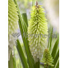 Trytoma 'Ice Queen' Kniphofia