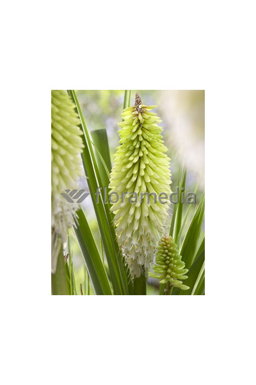 Trytoma 'Ice Queen' Kniphofia