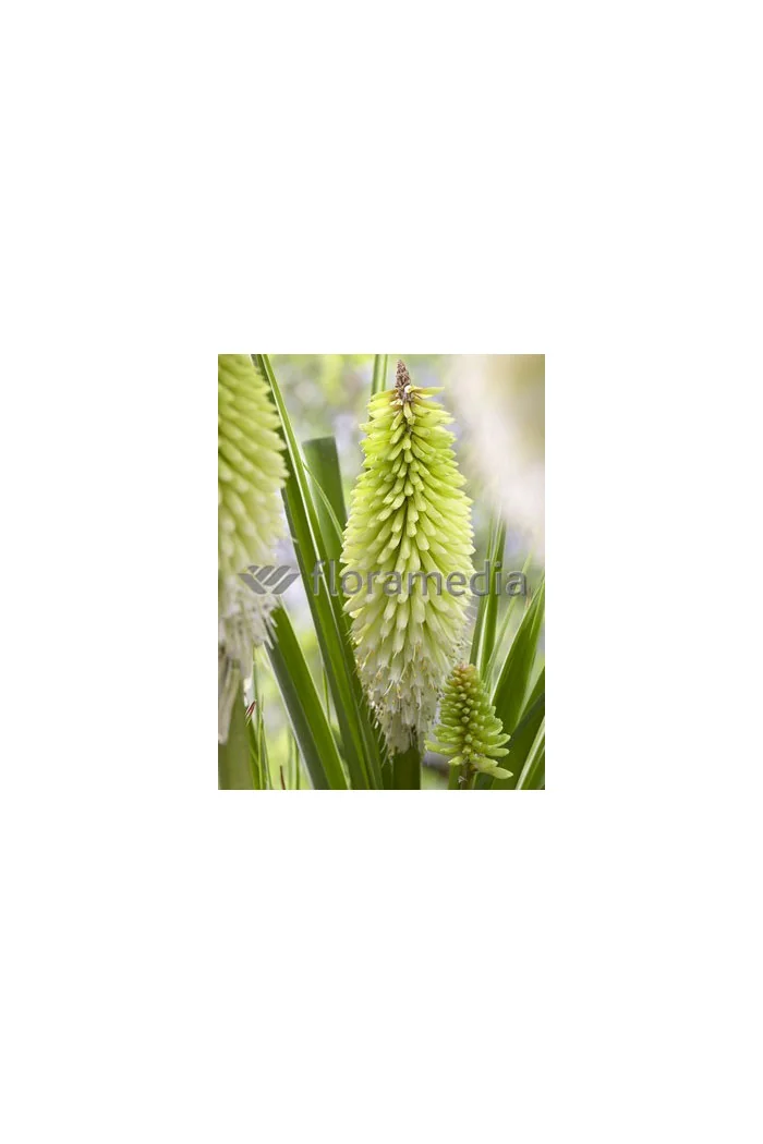 Trytoma 'Ice Queen' Kniphofia