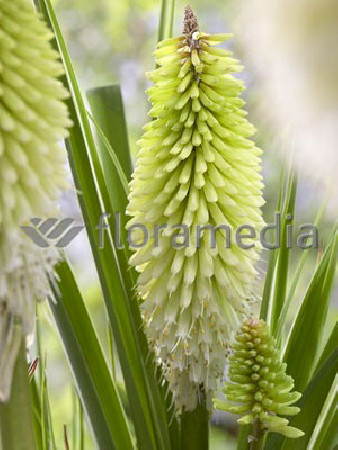 Trytoma 'Ice Queen' Kniphofia