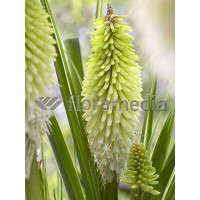 Trytoma 'Ice Queen' Kniphofia