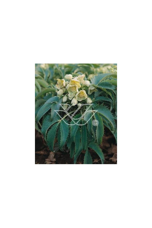 Ciemiernik korsykański Helleborus argutifolius