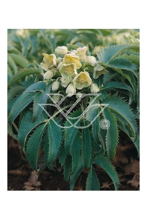 Ciemiernik korsykański Helleborus argutifolius
