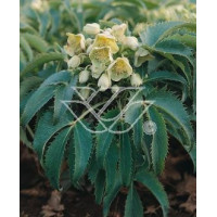 Ciemiernik korsykański Helleborus argutifolius