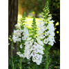 Naparstnica 'Dalmatian White' | Digitalis