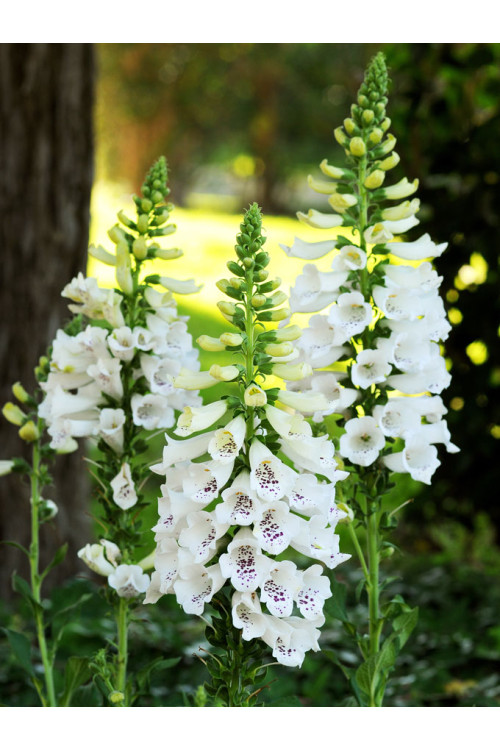 Naparstnica 'Dalmatian White' | Digitalis