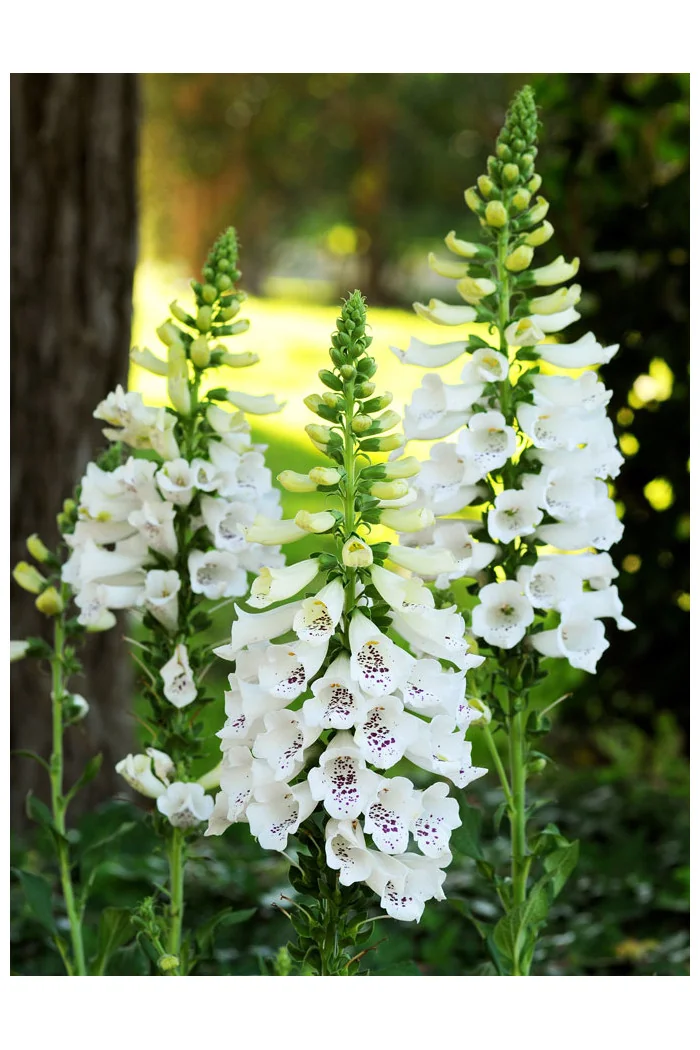 Naparstnica 'Dalmatian White' | Digitalis