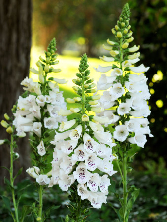 Naparstnica 'Dalmatian White' | Digitalis