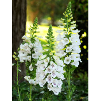 Naparstnica 'Dalmatian White' | Digitalis