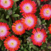Słonecznica 'Jewel of Desert Grenade' | Delosperma