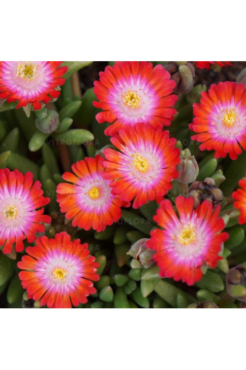Słonecznica 'Jewel of Desert Grenade' | Delosperma
