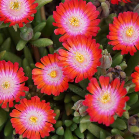 Słonecznica 'Jewel of Desert Grenade' | Delosperma