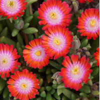 Słonecznica 'Jewel of Desert Grenade' | Delosperma