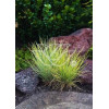 Kostrzewa sina 'Golden Toupee' | Festuca glauca