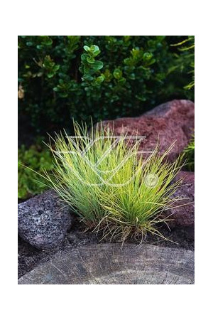 Kostrzewa sina 'Golden Toupee' | Festuca glauca