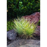 Kostrzewa sina 'Golden Toupee' | Festuca glauca