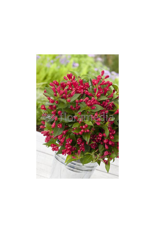 Krzewuszka cudowna 'All Summer Red' | Weigela florida