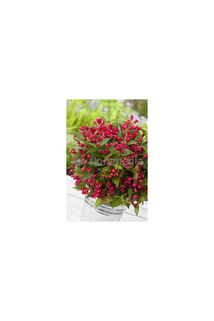 Krzewuszka cudowna 'All Summer Red' | Weigela florida