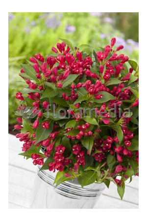 Krzewuszka cudowna 'All Summer Red' | Weigela florida