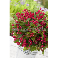 Krzewuszka cudowna 'All Summer Red' | Weigela florida