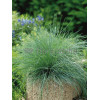 Kostrzewa sina 'Festina' Festuca glauca