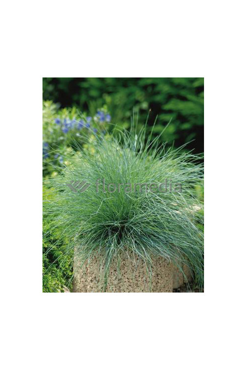 Kostrzewa sina 'Festina' Festuca glauca