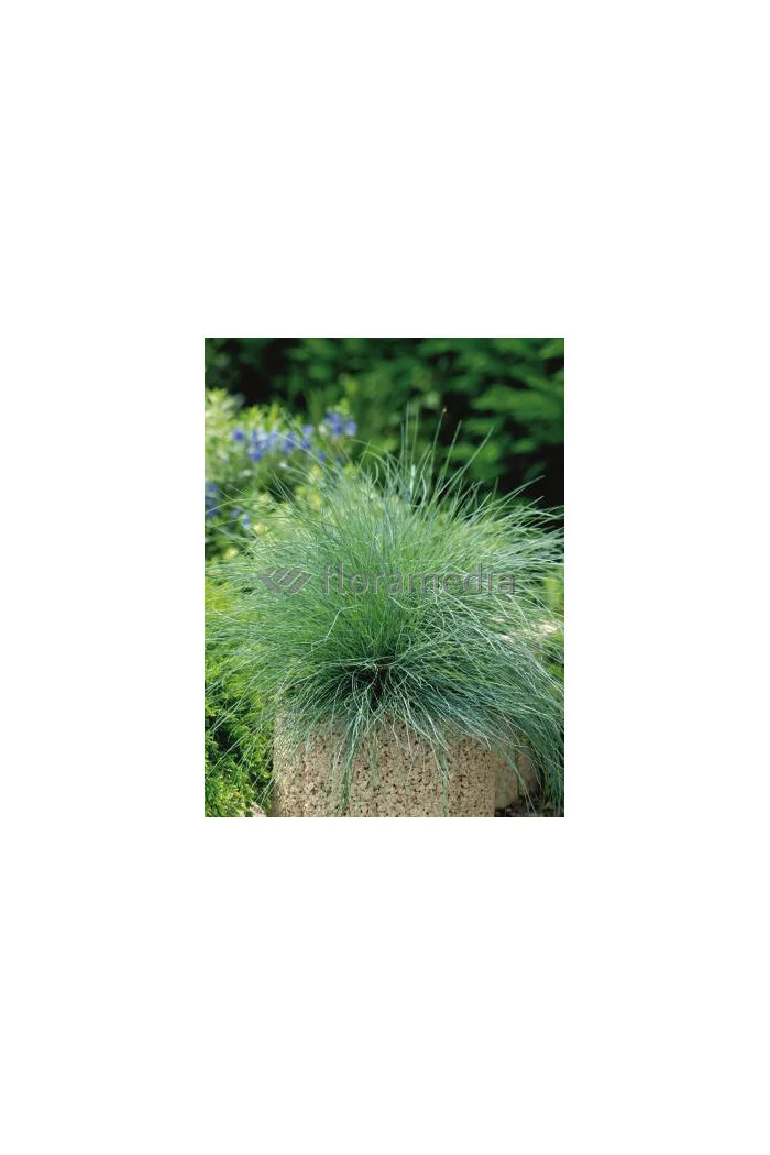 Kostrzewa sina 'Festina' Festuca glauca