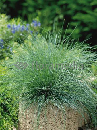 Kostrzewa sina 'Festina' Festuca glauca
