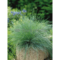 Kostrzewa sina 'Festina' Festuca glauca