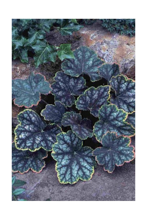 Żurawka 'Beauty Color' Heuchera