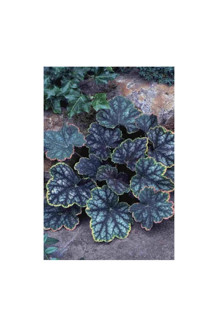 Żurawka 'Beauty Color' Heuchera