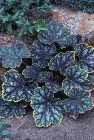 Żurawka 'Beauty Color' Heuchera
