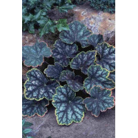 Żurawka 'Beauty Color' Heuchera