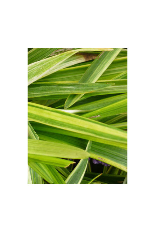 Liriope 'Gold Banded' Liriope muscari