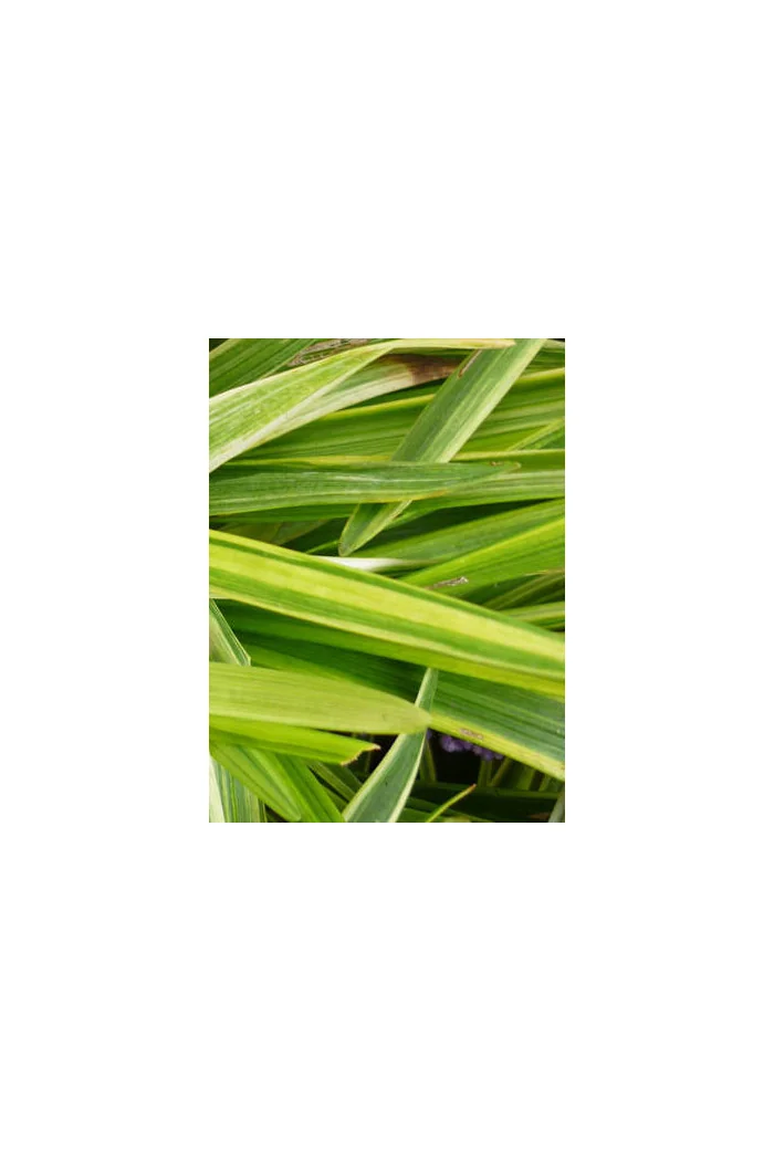 Liriope 'Gold Banded' Liriope muscari