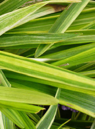 Liriope 'Gold Banded' Liriope muscari