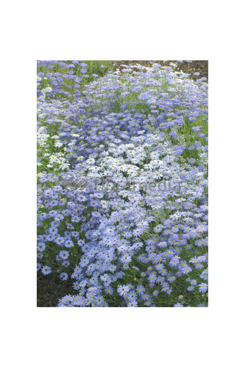 Czubatka ubiorkolistna, brachycome