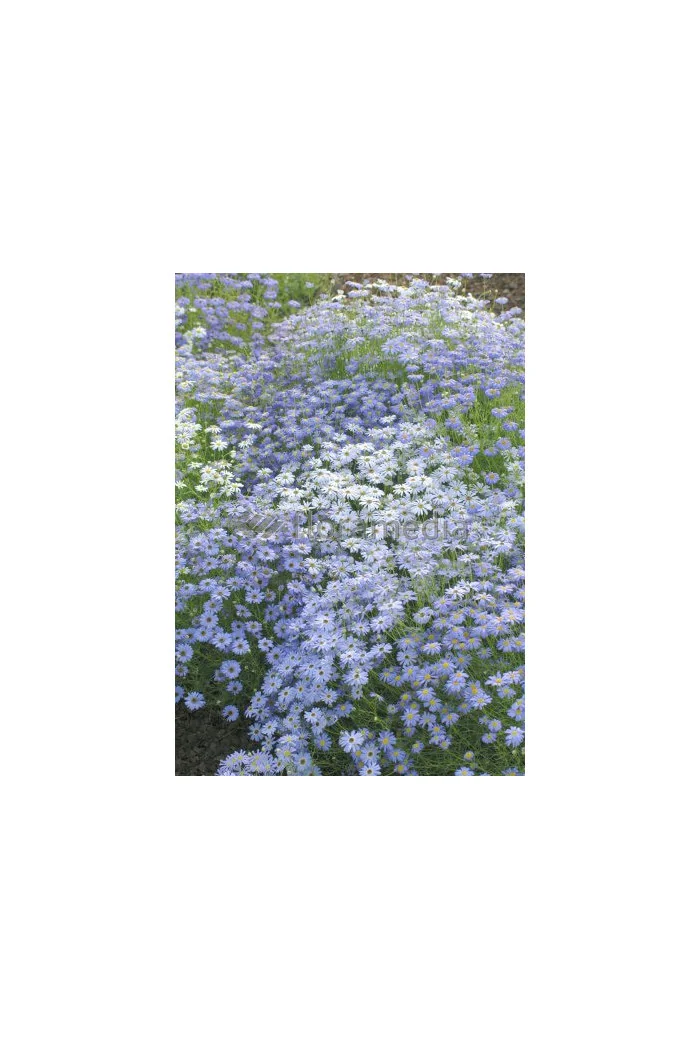 Czubatka ubiorkolistna, brachycome