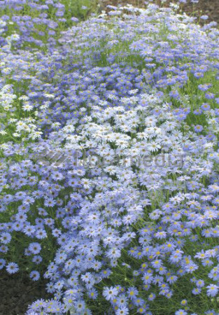 Czubatka ubiorkolistna, brachycome