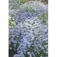 Czubatka ubiorkolistna, brachycome