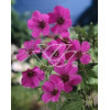 Bodziszek himalajski 'Patricia' Geranium himalayense